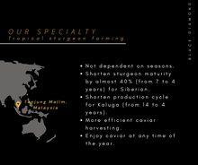 将图片加载到图库查看器,Siberian 30g