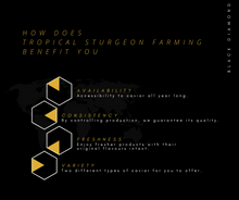 将图片加载到图库查看器,Siberian 30g