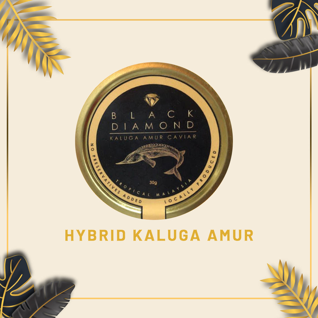 Hybrid Kaluga Amur 30g